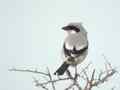 Pie-grièche méridionale Lanius meridionalis elegans
