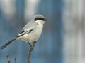 Pie-grièche méridionale Lanius meridionalis elegans