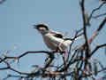 Pie-gri&egrave;che m&eacute;ridionale Lanius meridionalis