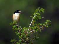 Pie-grièche masquée Lanius nubicus