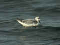 Phalarope à bec large Phalaropus fulicarius