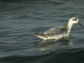 Phalarope à bec large Phalaropus fulicarius