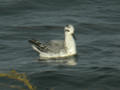 Phalarope à bec large Phalaropus fulicarius