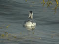 Phalarope à bec large Phalaropus fulicarius