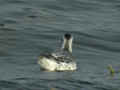 Phalarope à bec large Phalaropus fulicarius