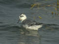 Phalarope à bec large Phalaropus fulicarius