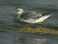 Phalarope à bec large Phalaropus fulicarius