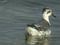 Phalarope à bec large Phalaropus fulicarius