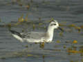 Phalarope à bec large Phalaropus fulicarius