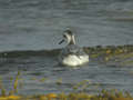 Phalarope à bec large Phalaropus fulicarius