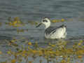 Phalarope à bec large Phalaropus fulicarius