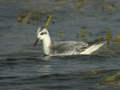 Phalarope à bec large Phalaropus fulicarius