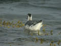 Phalarope à bec large Phalaropus fulicarius