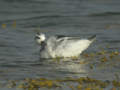 Phalarope à bec large Phalaropus fulicarius