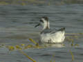 Phalarope à bec large Phalaropus fulicarius