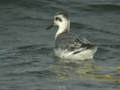 Phalarope à bec large Phalaropus fulicarius