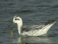 Phalarope à bec large Phalaropus fulicarius