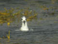 Phalarope à bec large Phalaropus fulicarius