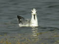 Phalarope à bec large Phalaropus fulicarius