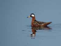 Phalarope à bec large Phalaropus fulicarius