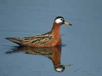 Phalarope à bec large Phalaropus fulicarius