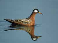 Phalarope à bec large Phalaropus fulicarius