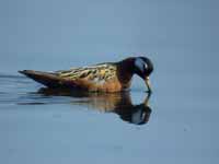 Phalarope à bec large Phalaropus fulicarius