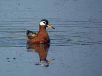 Phalarope à bec large Phalaropus fulicarius