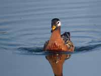 Phalarope à bec large Phalaropus fulicarius