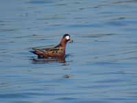 Phalarope à bec large Phalaropus fulicarius