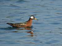 Phalarope à bec large Phalaropus fulicarius