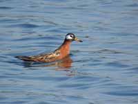 Phalarope à bec large Phalaropus fulicarius