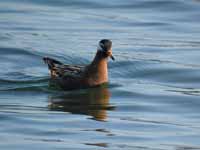 Phalarope à bec large Phalaropus fulicarius