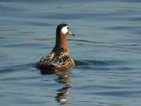 Phalarope à bec large Phalaropus fulicarius