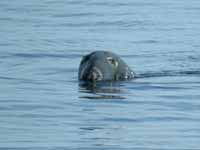 Phoque gris Halichoerus grypus