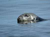 Phoque gris Halichoerus grypus