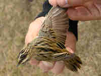 Phragmite aquatique Acrocephalus paludicola