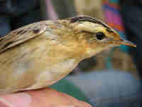 Phragmite aquatique Acrocephalus paludicola