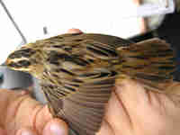 Phragmite aquatique Acrocephalus paludicola