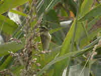 Phragmite aquatique Acrocephalus paludicola