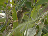 Phragmite aquatique Acrocephalus paludicola