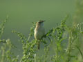 Phragmite des joncs Acrocephalus schoenobaenus