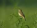 Phragmite des joncs Acrocephalus schoenobaenus