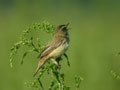 Phragmite des joncs Acrocephalus schoenobaenus