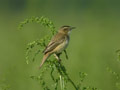 Phragmite des joncs Acrocephalus schoenobaenus