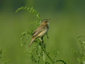 Phragmite des joncs Acrocephalus schoenobaenus