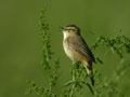 Phragmite des joncs Acrocephalus schoenobaenus