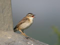 Phragmite des joncs Acrocephalus schoenobaenus