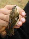 Phragmite des joncs Acrocephalus schoenobaenus