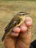 Phragmite des joncs Acrocephalus schoenobaenus